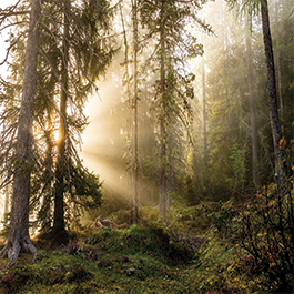 In a recent study, the World Health Organization reported that at least 280 million people worldwide struggle with depression, naming it the leading cause of disability globally. View our resources addressing depression here.